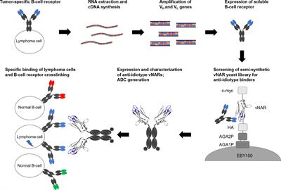 Specific Targeting of Lymphoma Cells Using Semisynthetic Anti-Idiotype Shark Antibodies